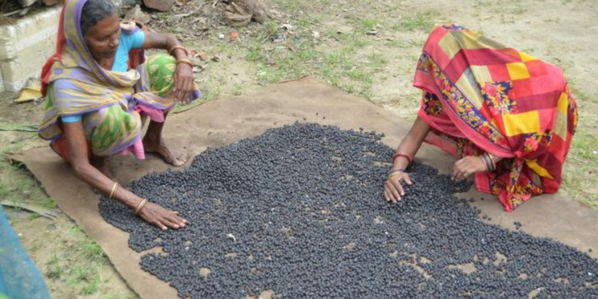 Makhana Farming