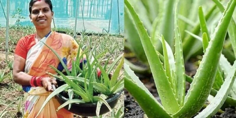 Aloe Vera Farming is good source of income on waste land