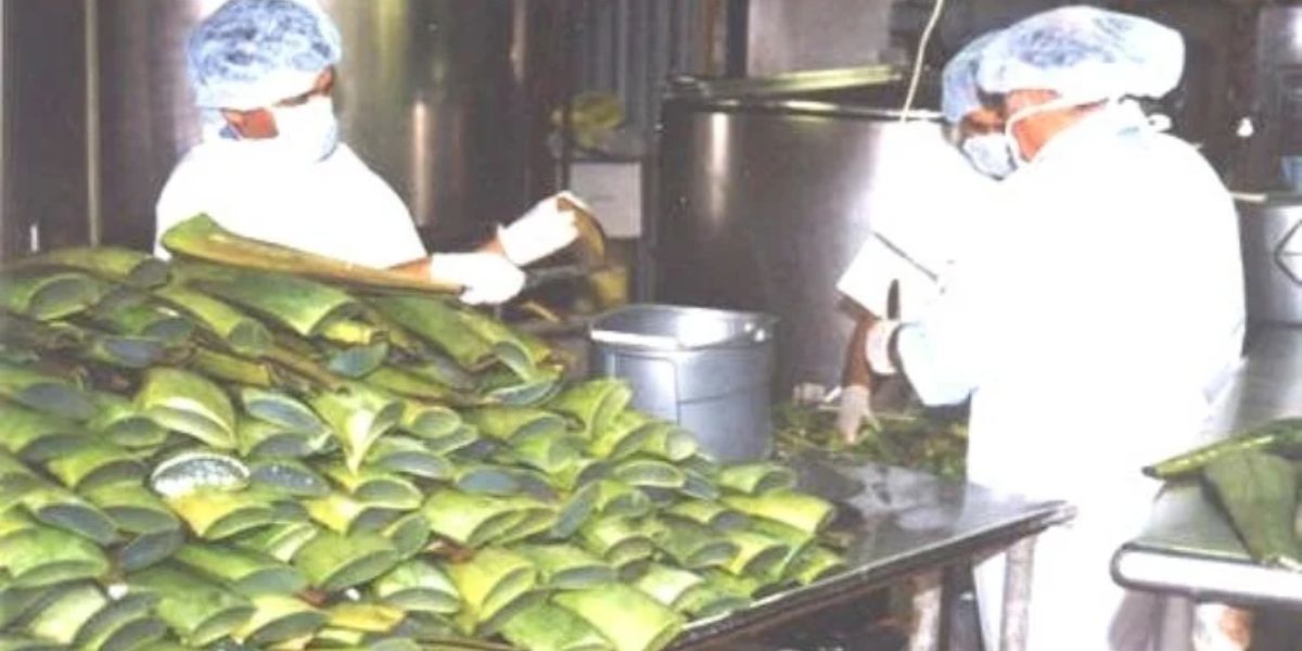 Aloe Vera Farming