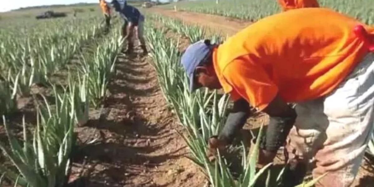Aloe Vera Farming
