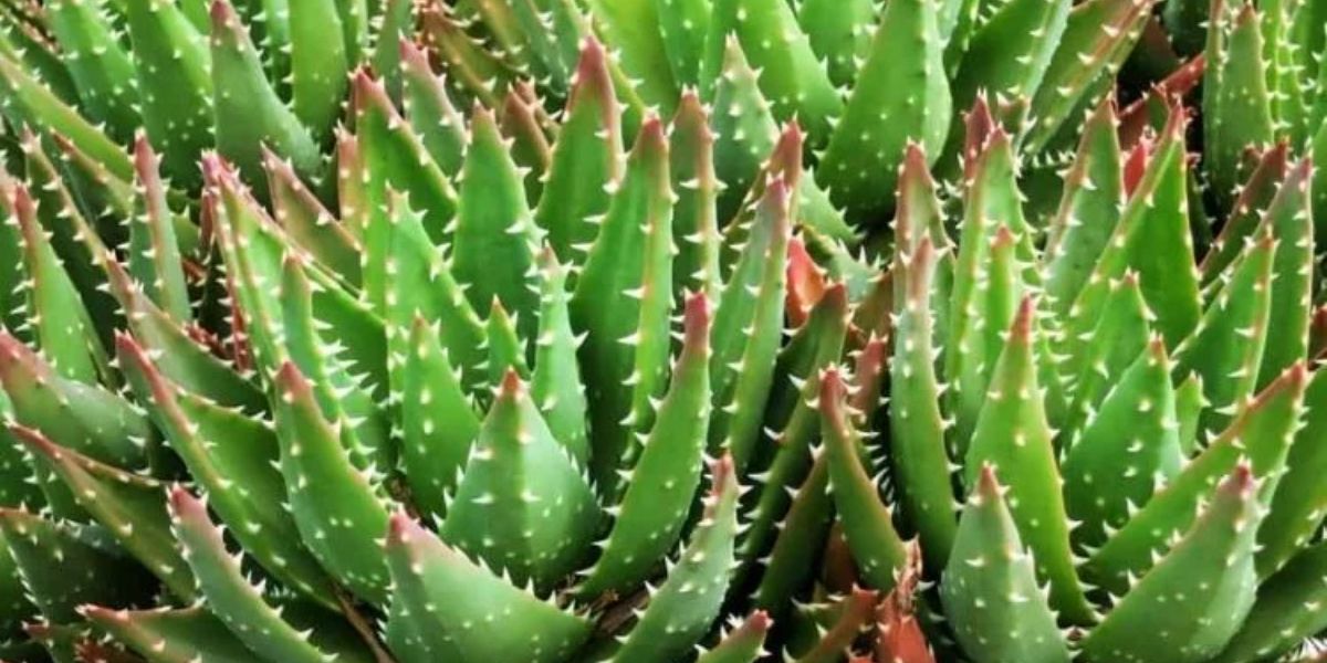 Aloe Vera Farming
