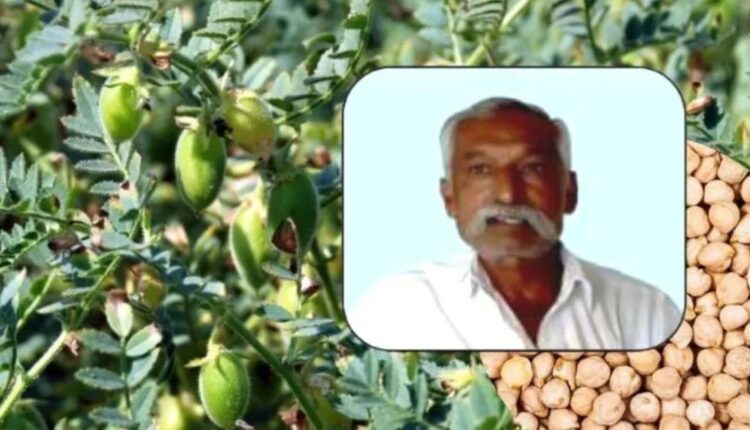 Improved variety selected for chickpea cultivation