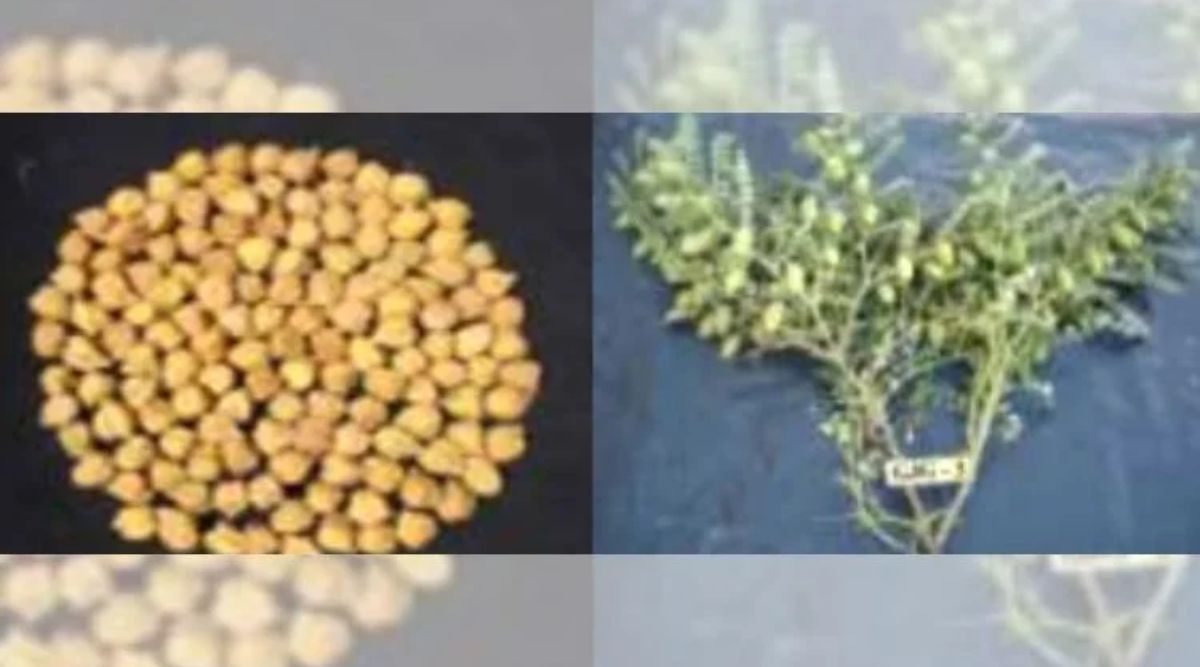 chickpea cultivation