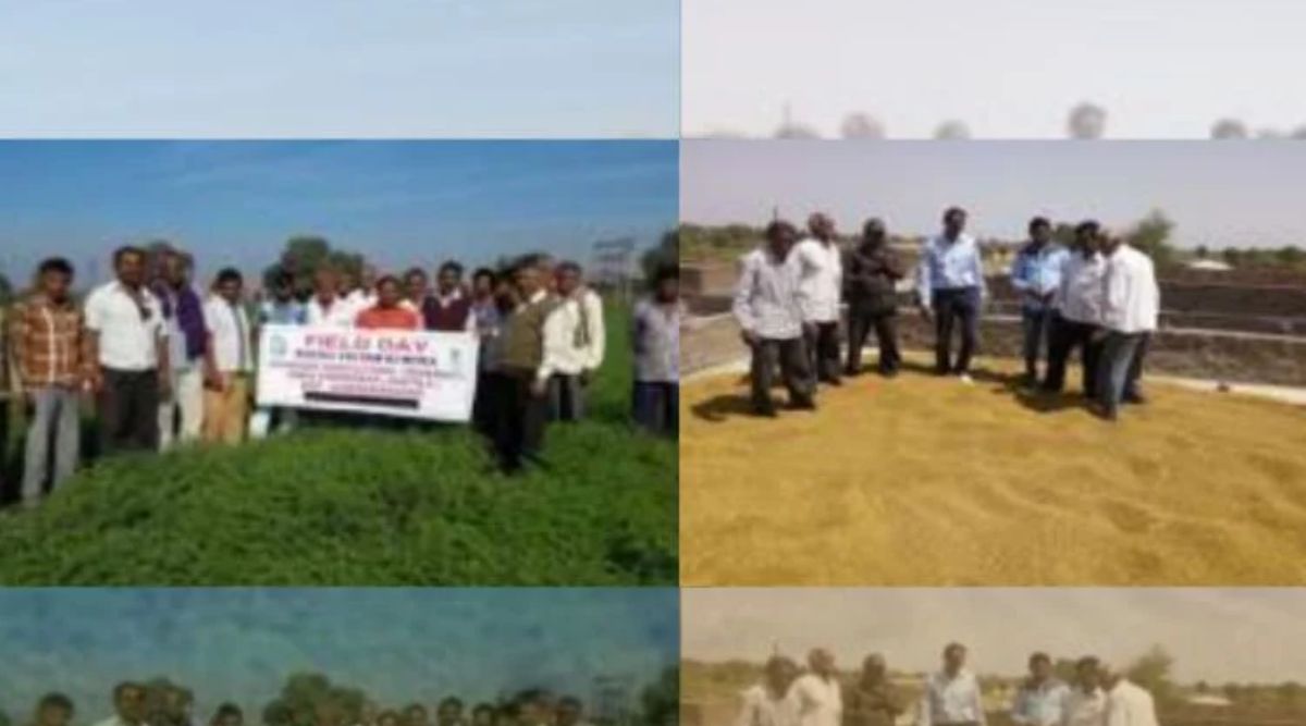 chickpea cultivation