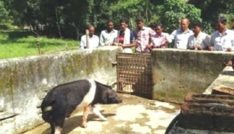 What things to keep in mind in scientific pig farming?