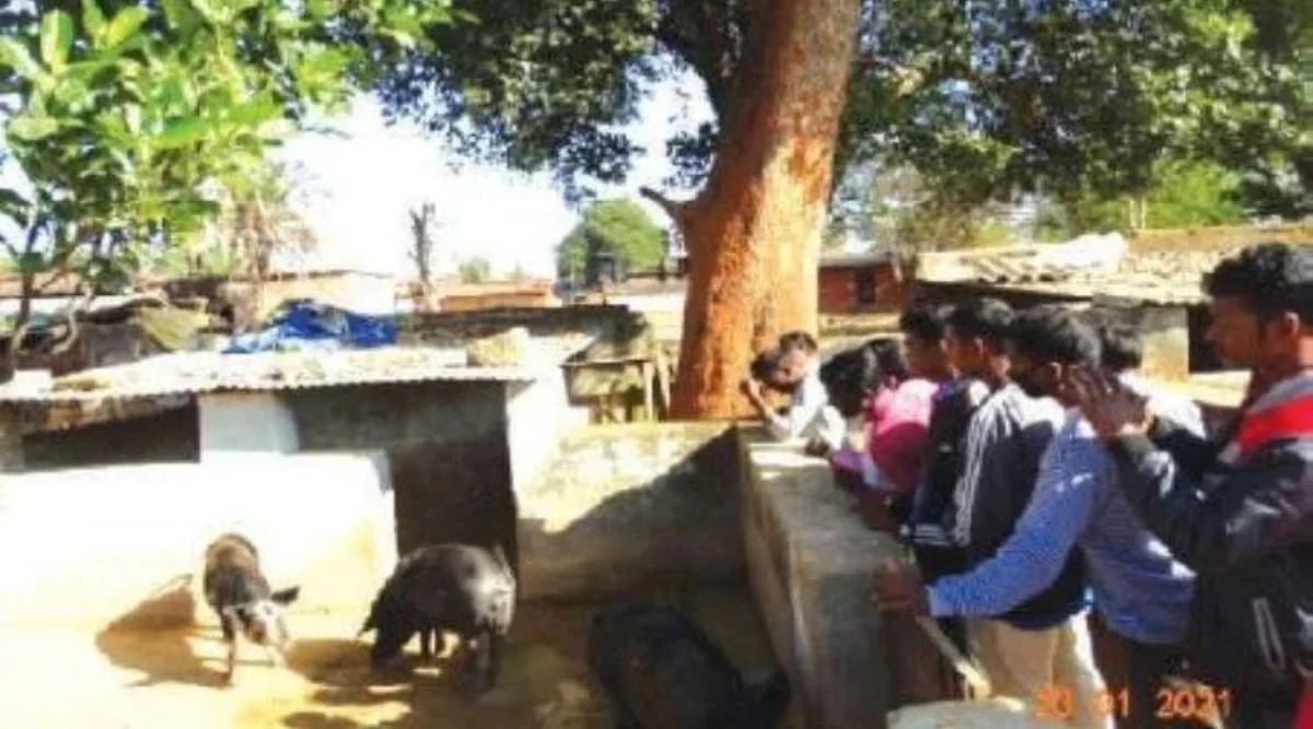 pig farming