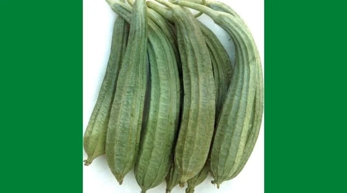 Cultivation Of Ridge Gourd These Improved Varieties Of Luffa Will Increase The Yield 2145