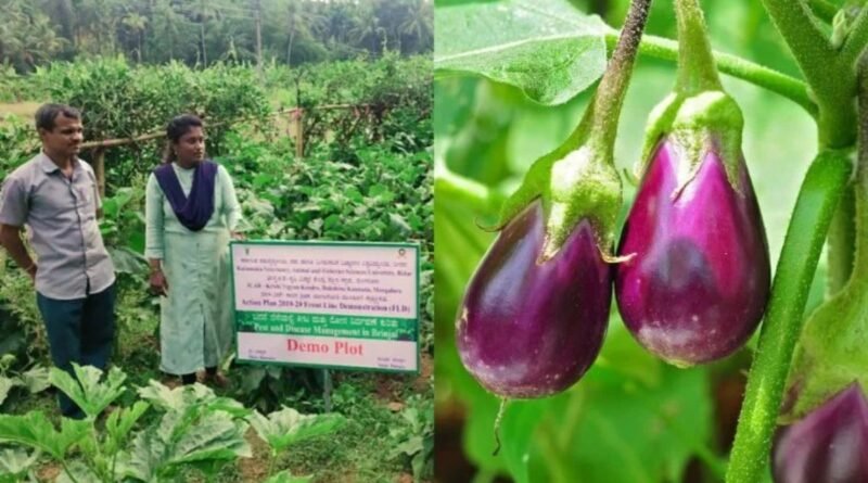 Brinjal Farming: Know what kind of soil and climate is best to get good yield of brinjal