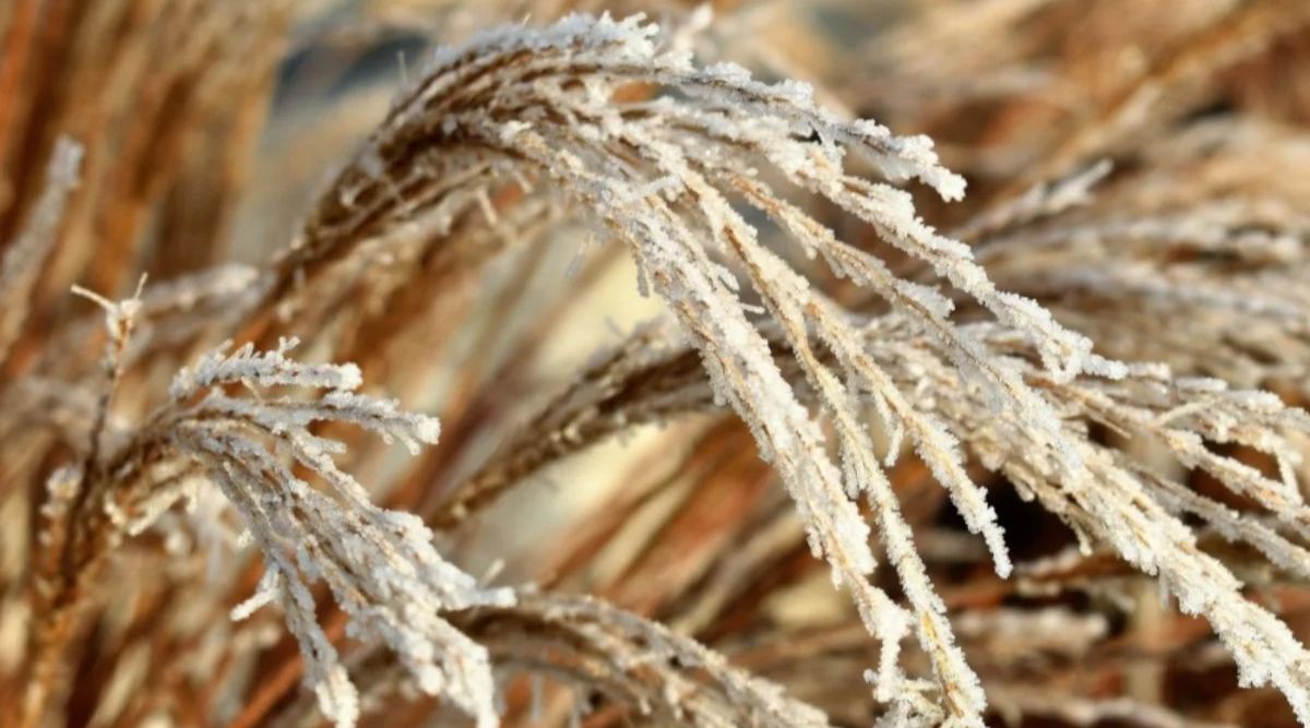 Frost