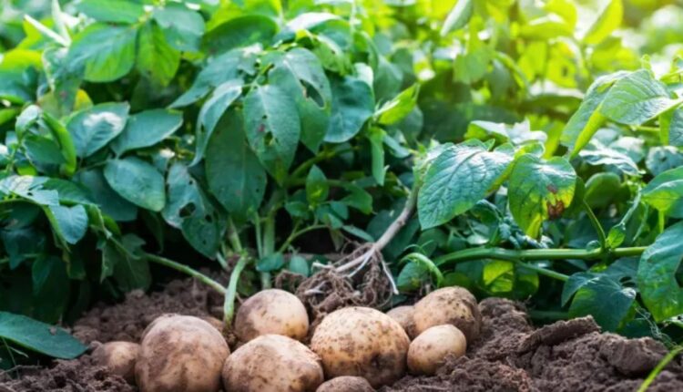 Why is tissue culture technique effective in potato seed production?