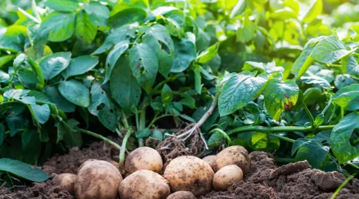 Why Is Tissue Culture Technique Effective In Potato Seed Production?