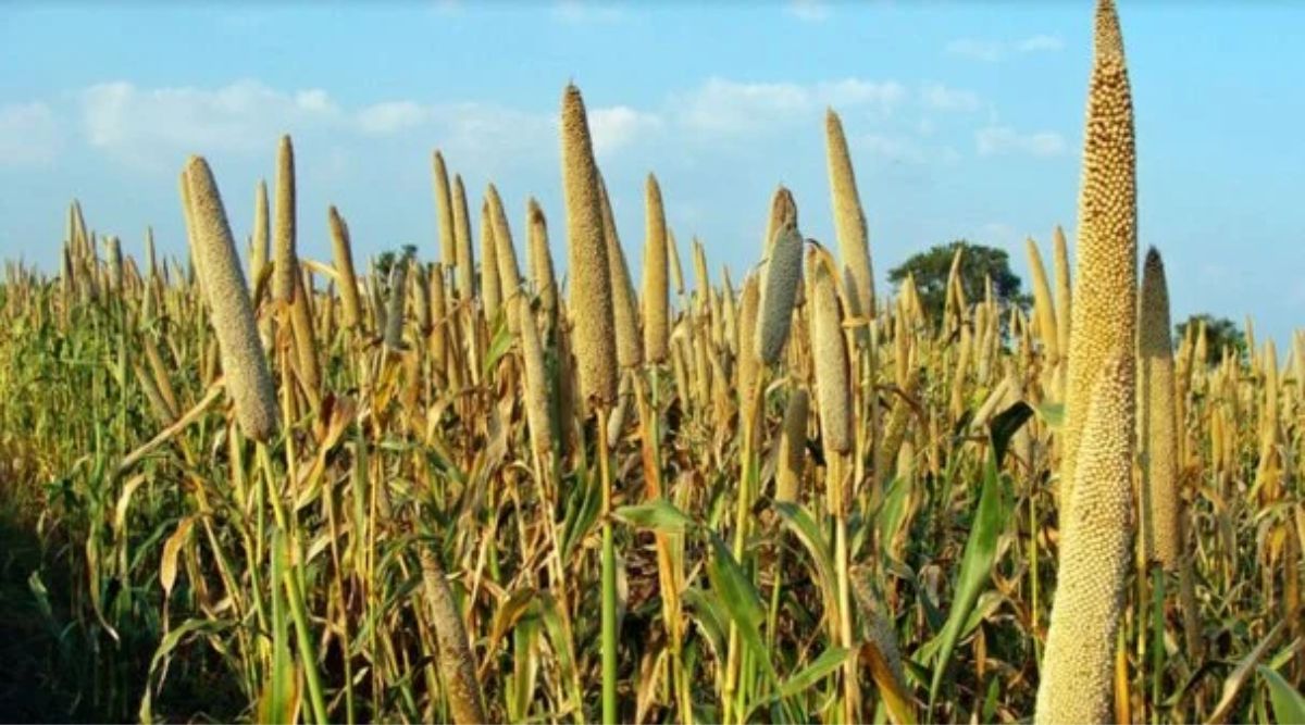 Nutritious Grain Year 2023