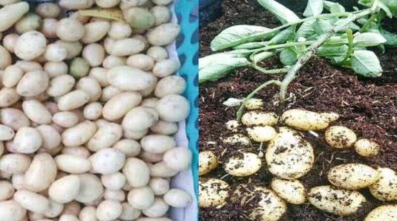 Community Seed Banks: Preservation of traditional seeds and their importance for climate-resilient farming
