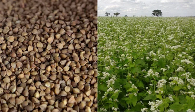 Kuttu Farming: Very useful crop for hilly areas