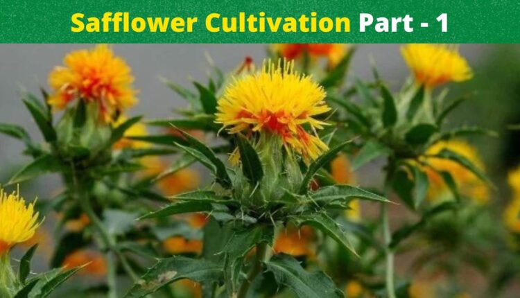 Safflower Cultivation
