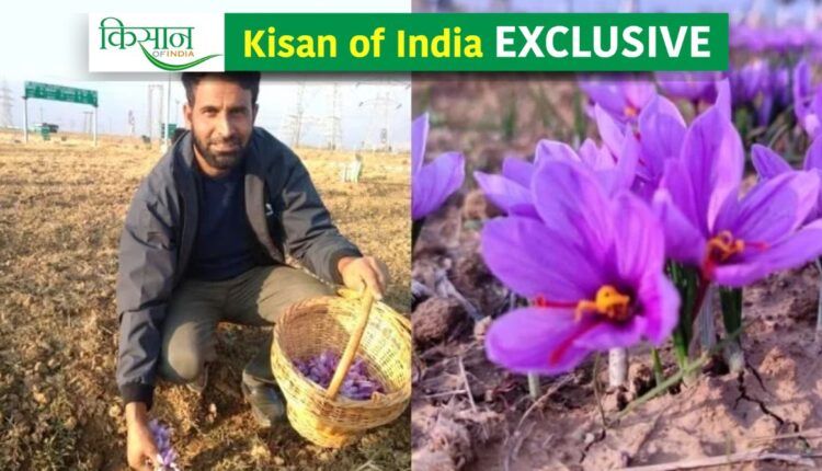 Saffron Cultivation