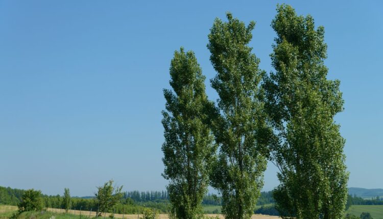 Centre Issues Model Rules for Tree Felling on Farms to Promote Agroforestry