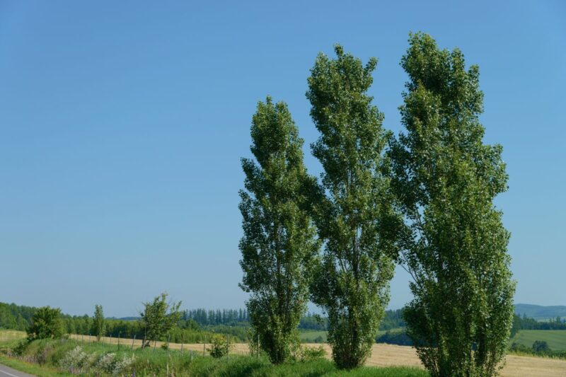 Centre Issues Model Rules for Tree Felling on Farms to Promote Agroforestry