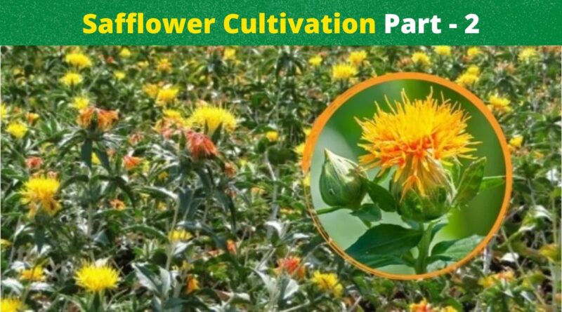 Safflower Cultivation