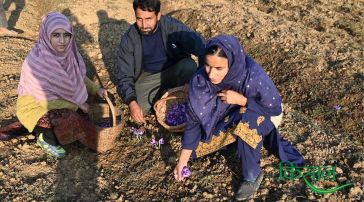 Saffron Cultivation