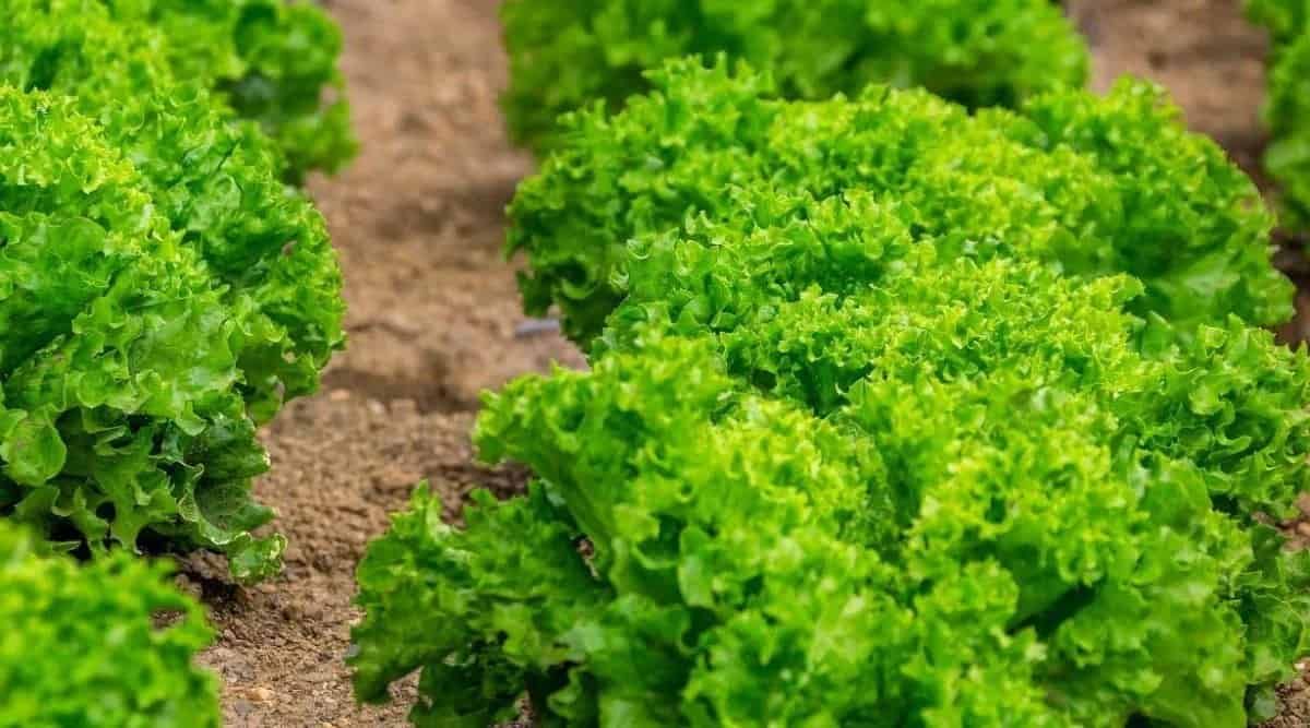 Lettuce Farming