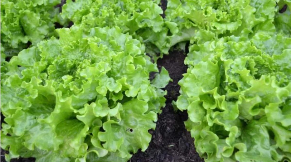 Lettuce Farming