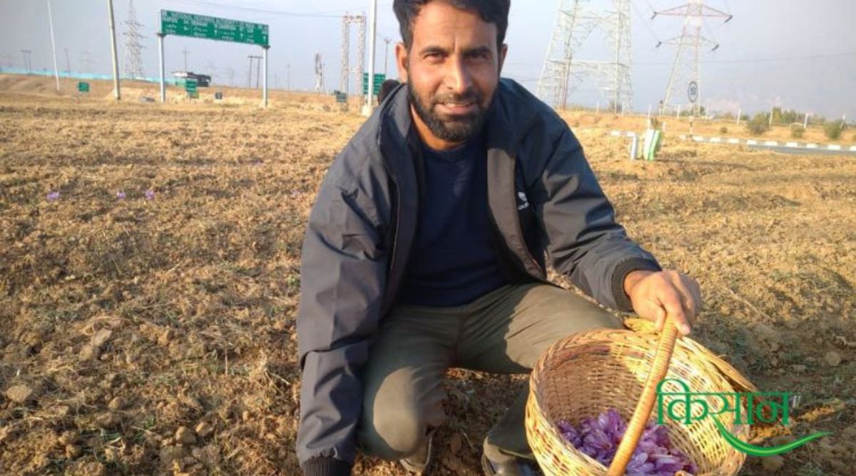 Saffron Cultivation