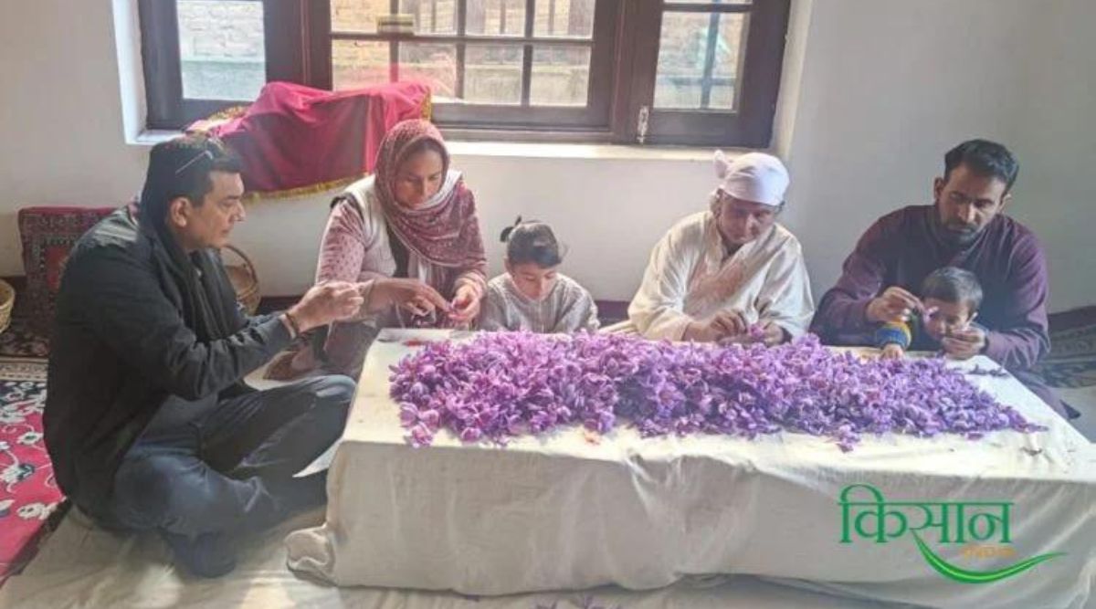 Saffron Cultivation