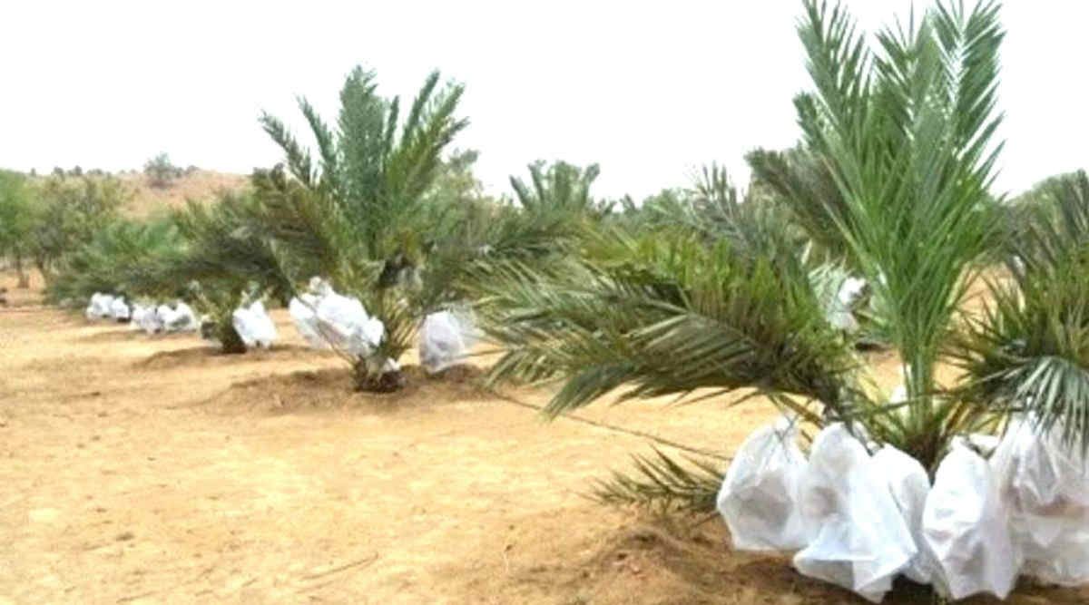 Date Palm Cultivation