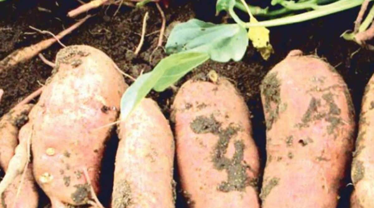 Sweet Potato
