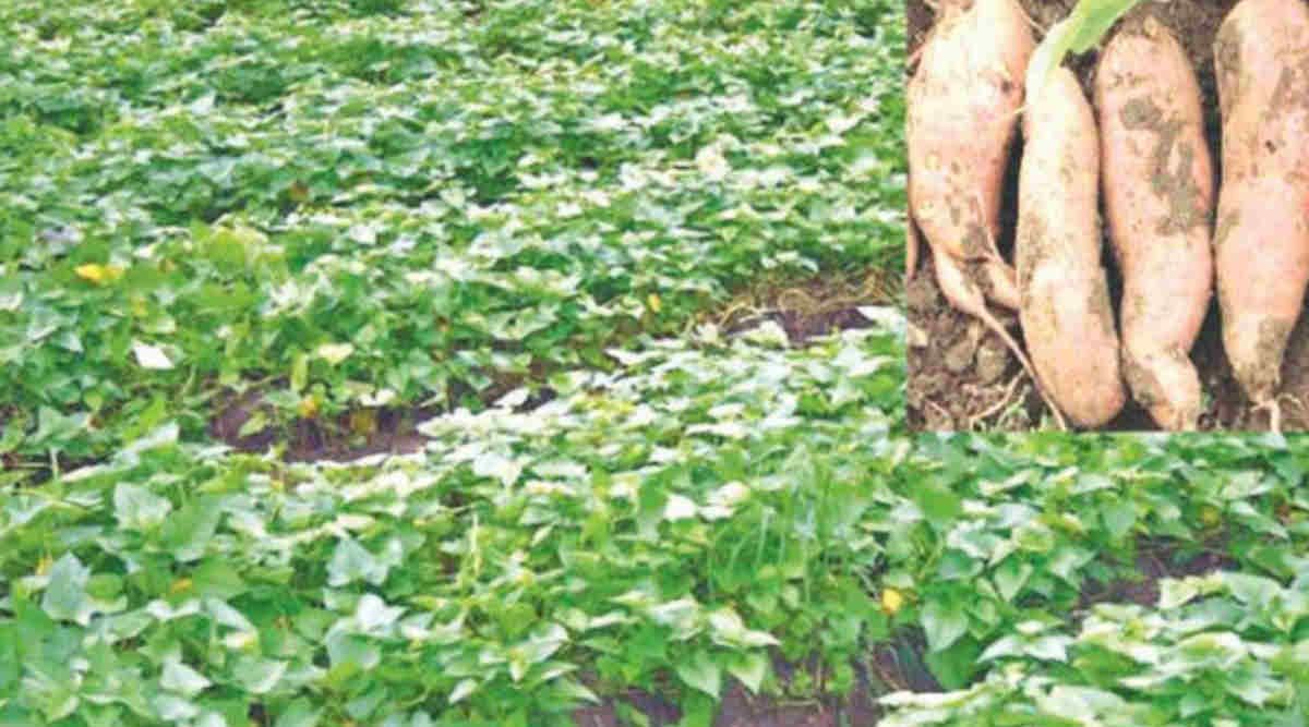 Sweet Potato