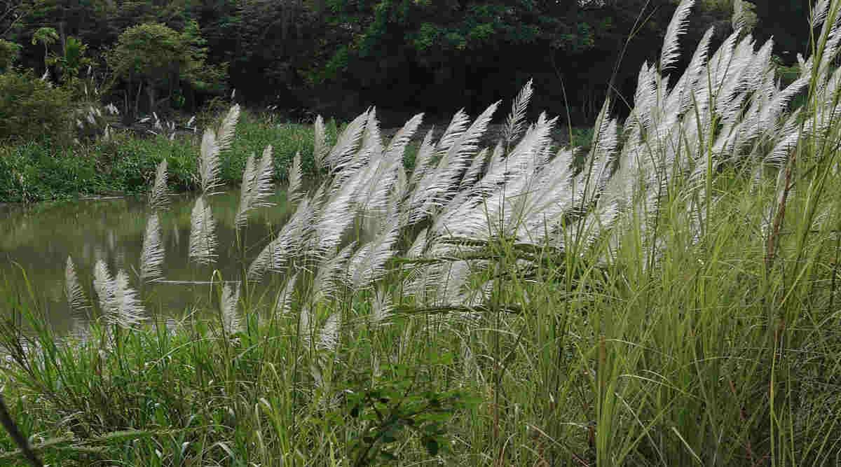 Munja grass