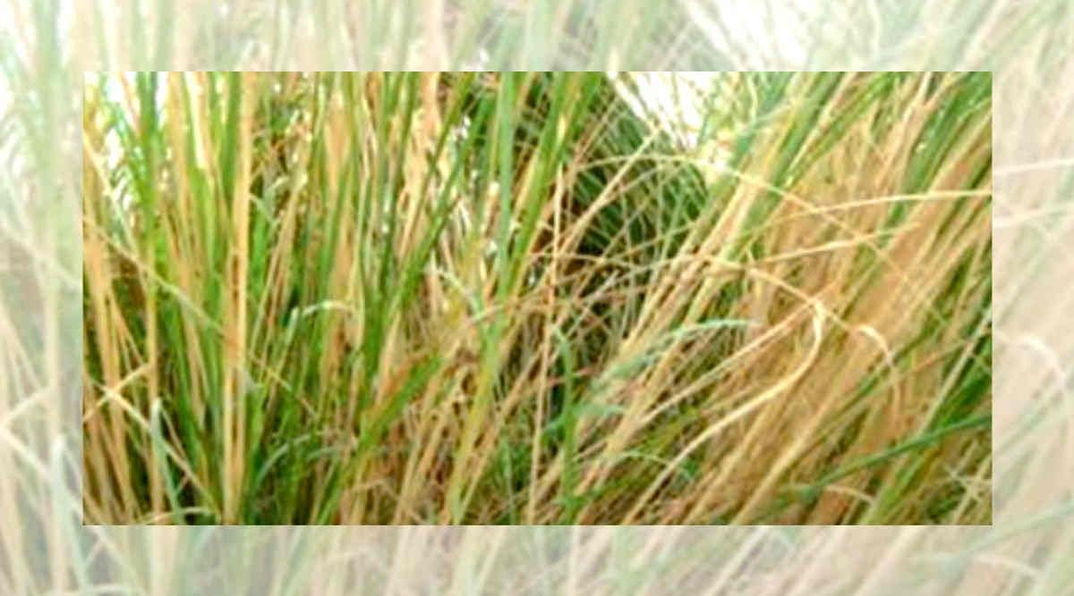 Munja grass