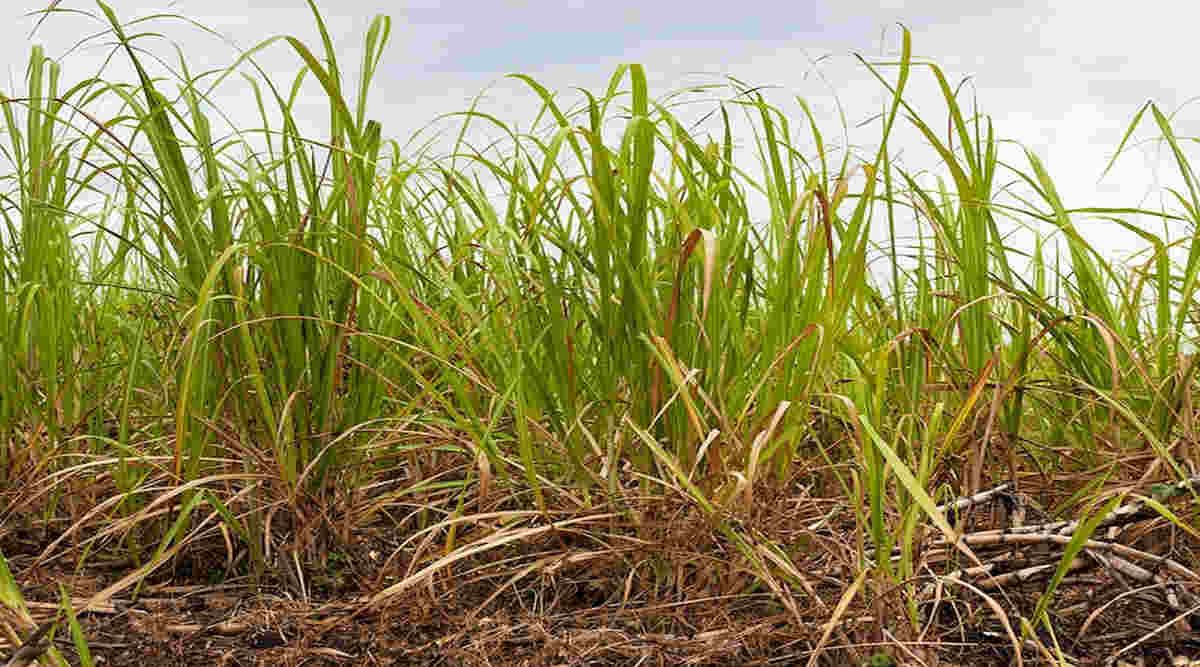Munja grass