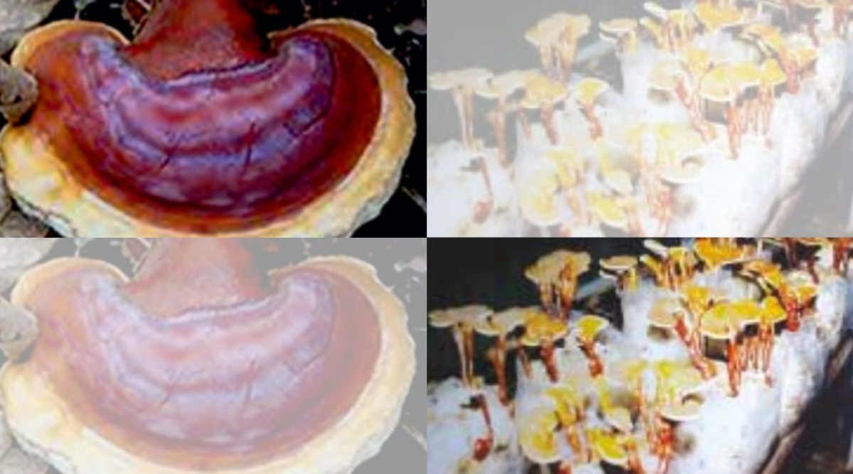 Ganoderma Mushroom