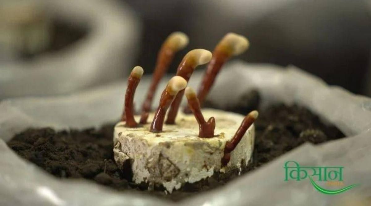 Ganoderma Mushroom
