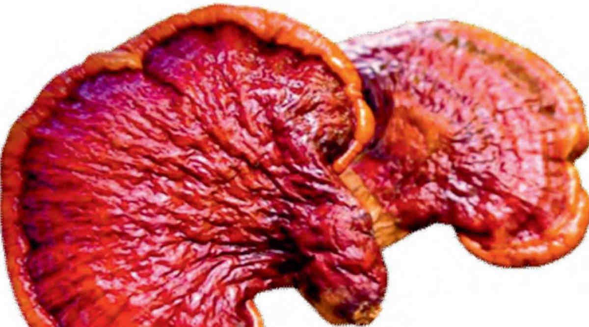 Ganoderma Mushroom