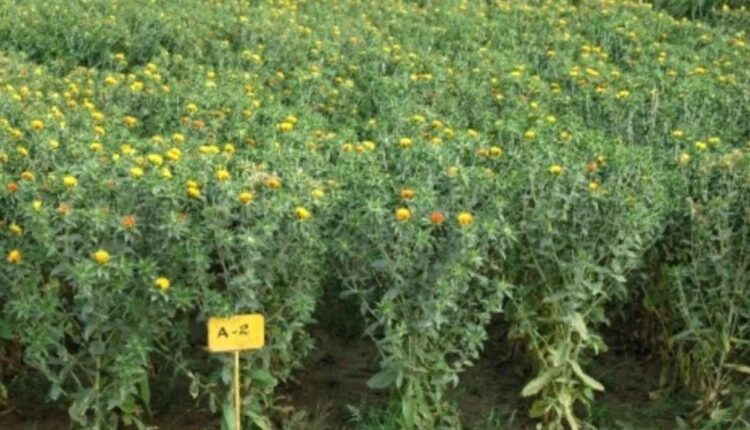 Safflower Cultivation