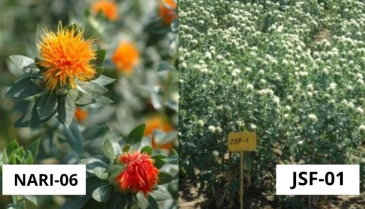 Safflower Cultivation