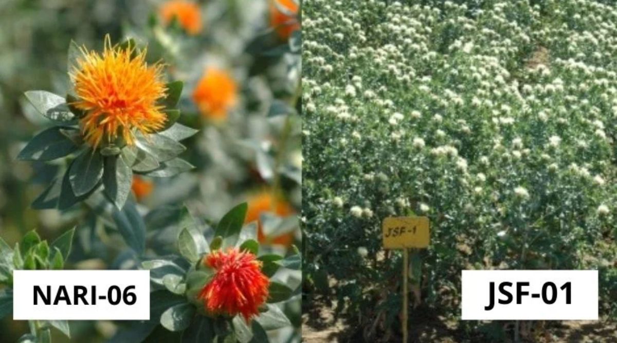 Safflower Cultivation
