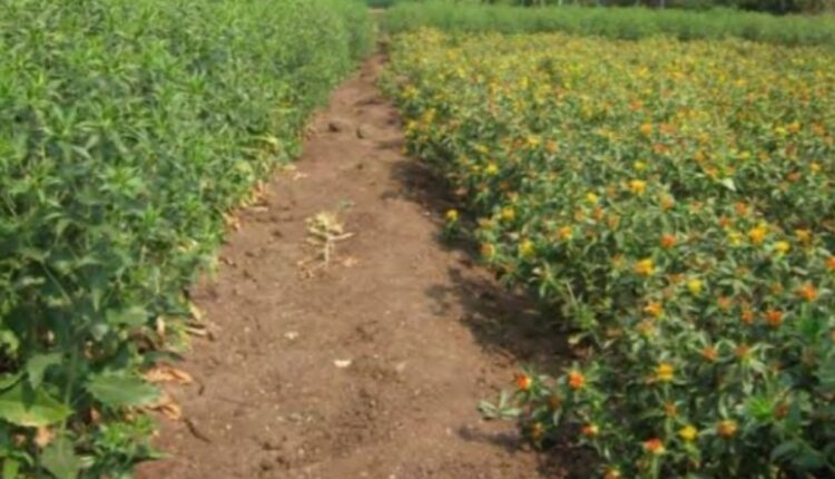 Safflower Cultivation 