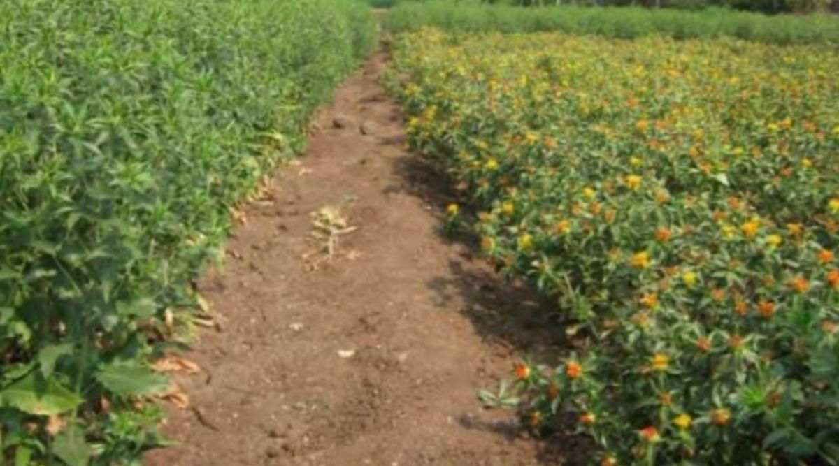 Safflower Cultivation