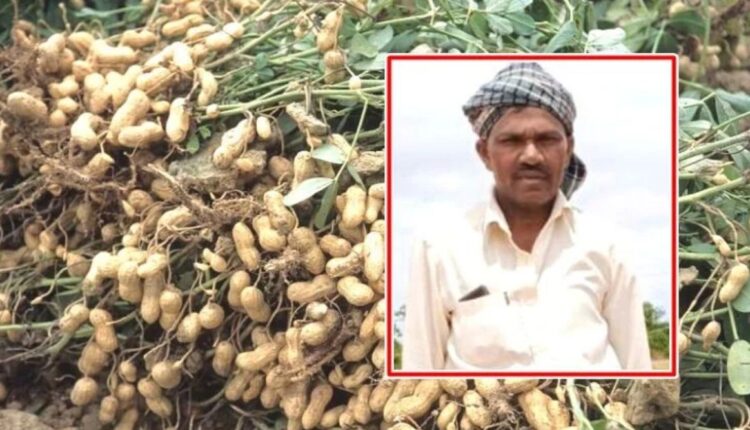 Groundnut Cultivation