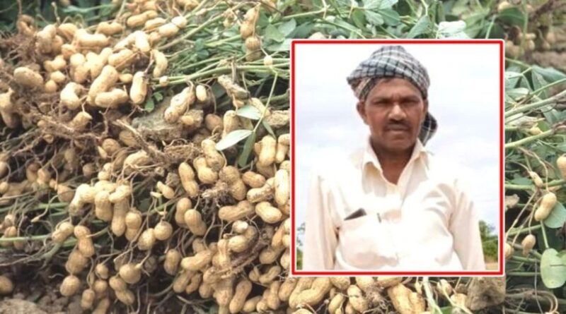 Groundnut Cultivation