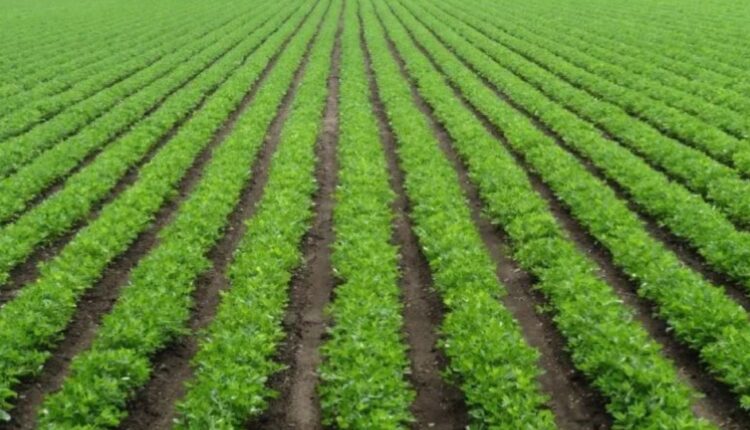 Water Management Strategies for Groundnut: An Effective Guide for Drought-Prone Areas