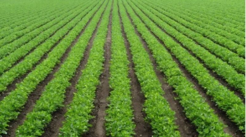 Water Management Strategies for Groundnut: An Effective Guide for Drought-Prone Areas 