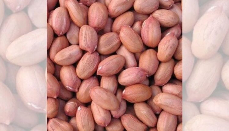Harvesting and Post-Harvest Management of Groundnut: How to Maintain Crop Quality? 