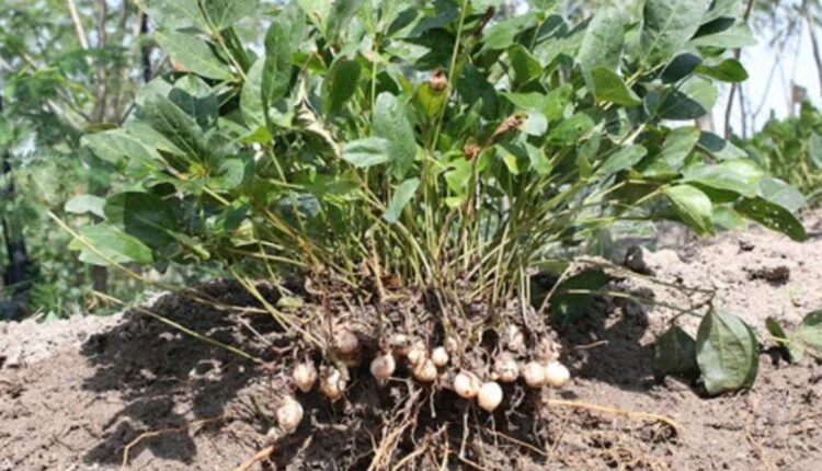 AI-Guided Seed Selection: A Game-Changer for Indian Farmers