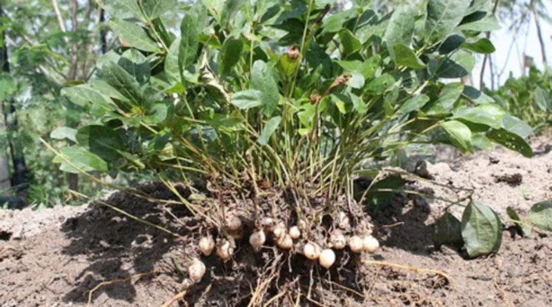 AI-Guided Seed Selection: A Game-Changer for Indian Farmers