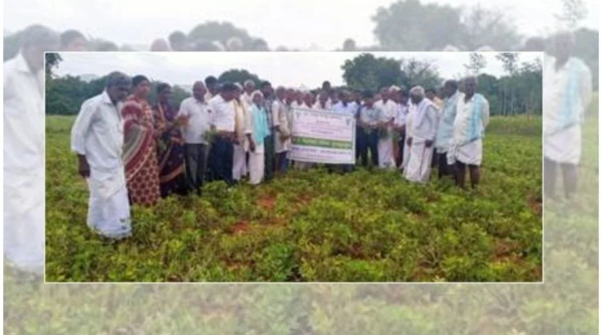 Groundnut Cultivation